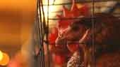 Better Prepared for Avian and Human Influ...